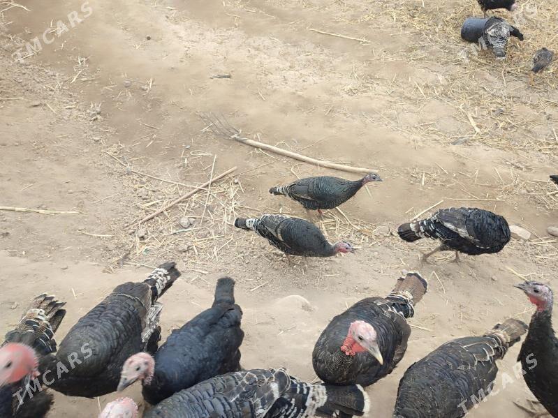 INDUK - Гурбансолтан Едже - img 5