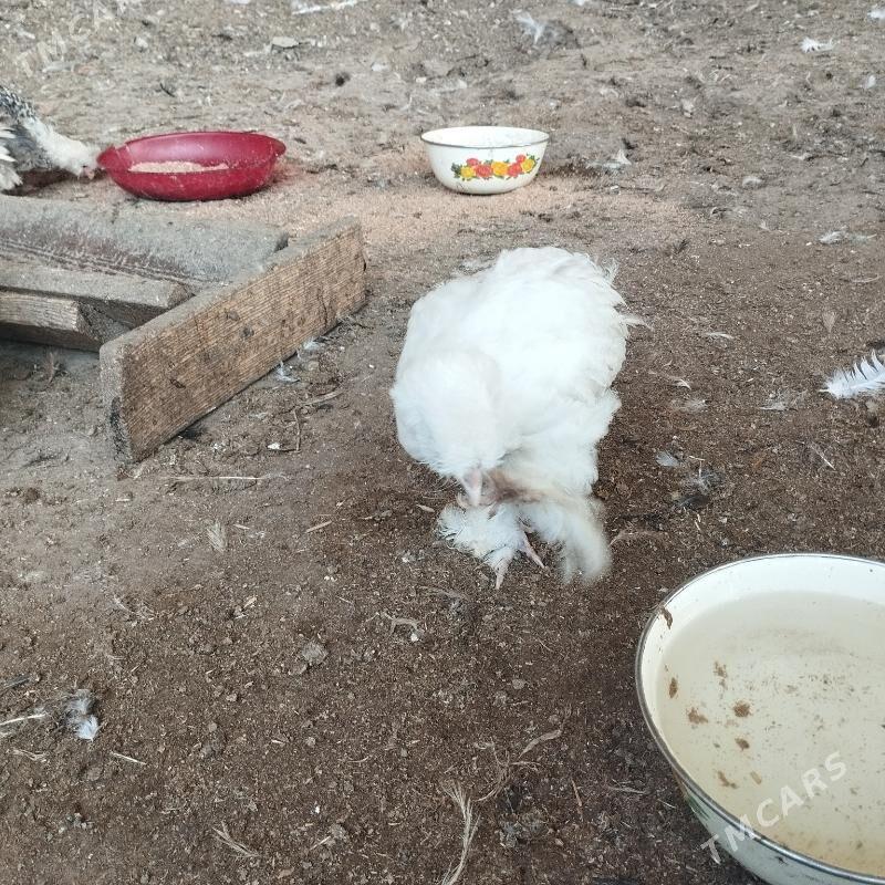 induk we xoraz - Mary - img 9