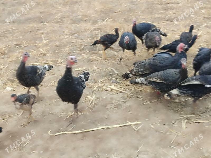 INDUK - Гурбансолтан Едже - img 3