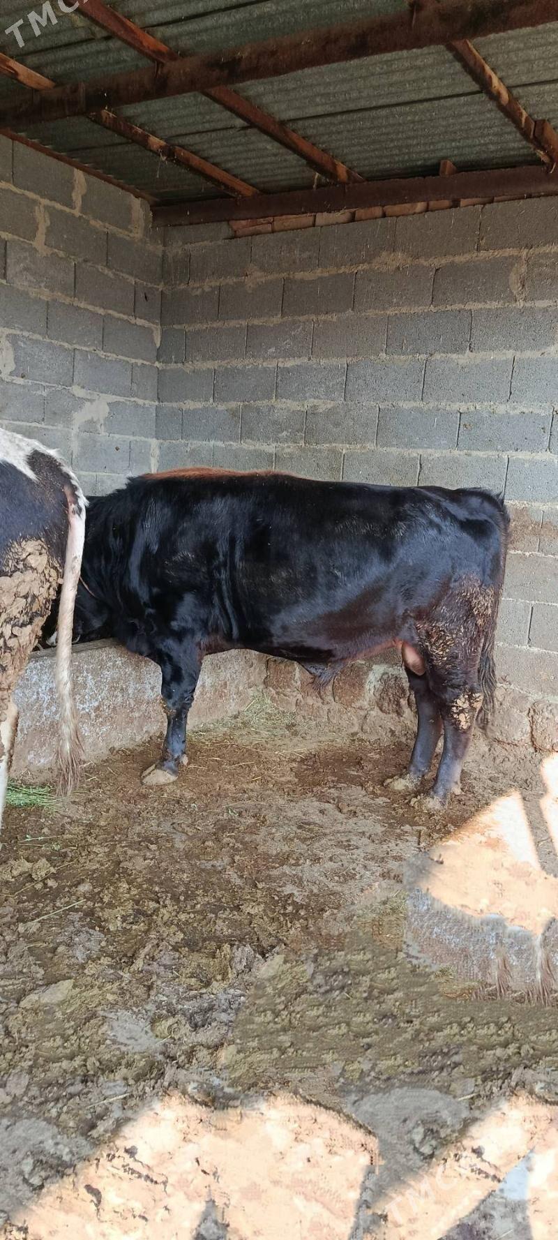 okuz 3 sani - Бахарден - img 1