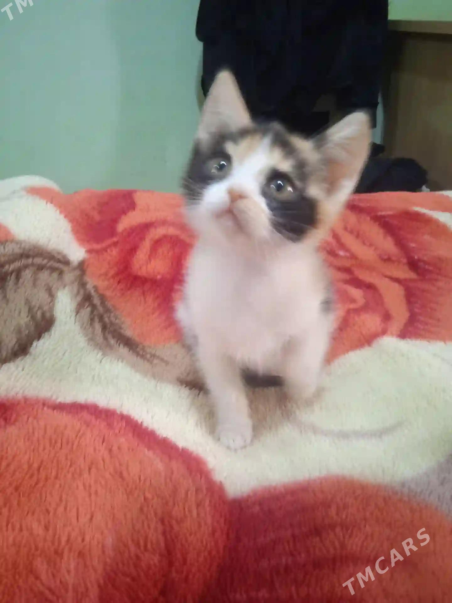 котенок - Туркменабат - img 4