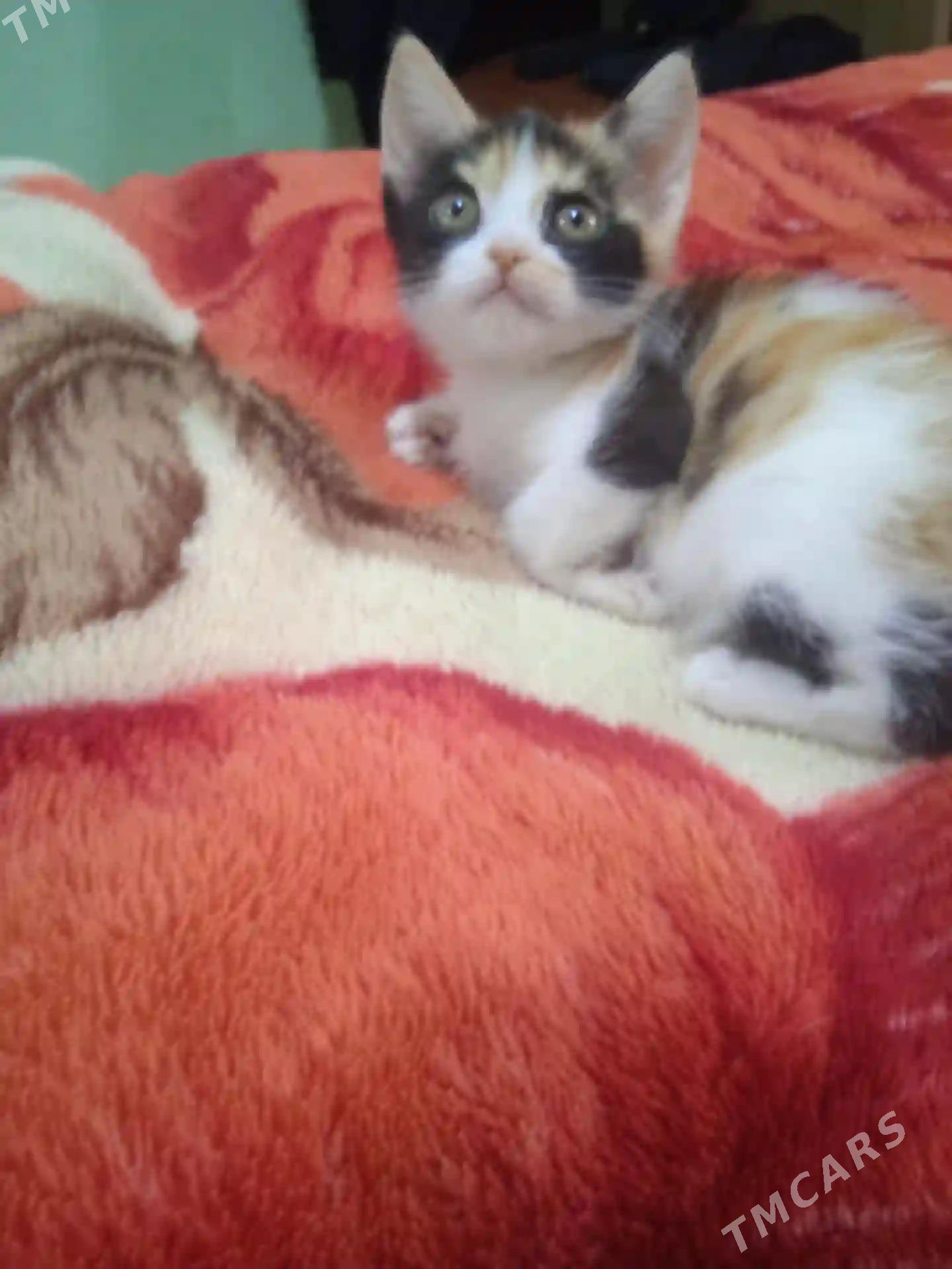 котенок - Туркменабат - img 2