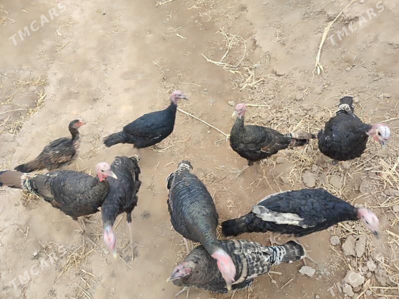 INDUK - Гурбансолтан Едже - img 2