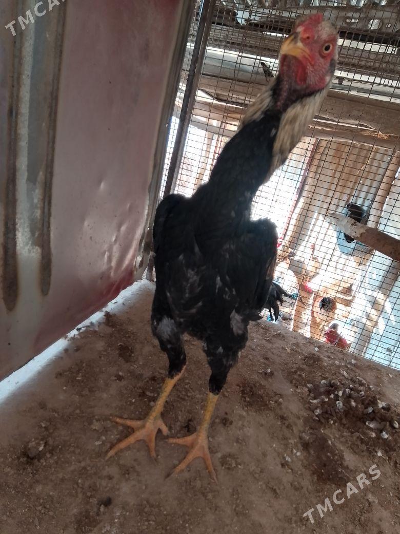 horazhoraz - Çärjew - img 3