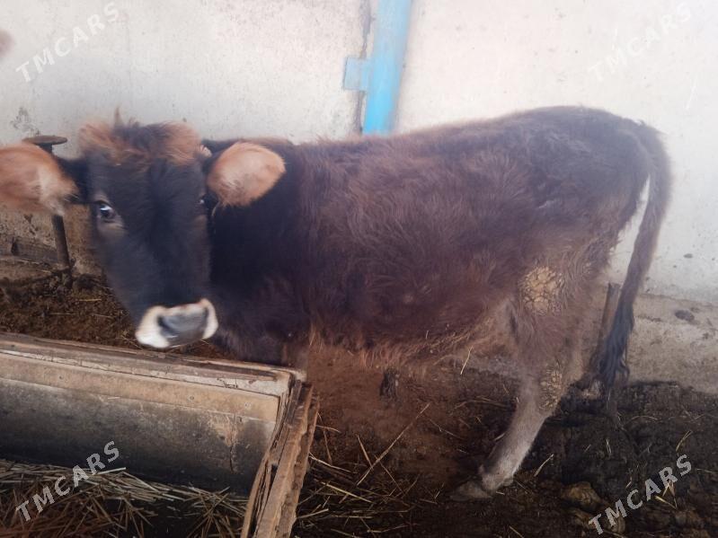 gole tuwe - Ak bugdaý etraby - img 2