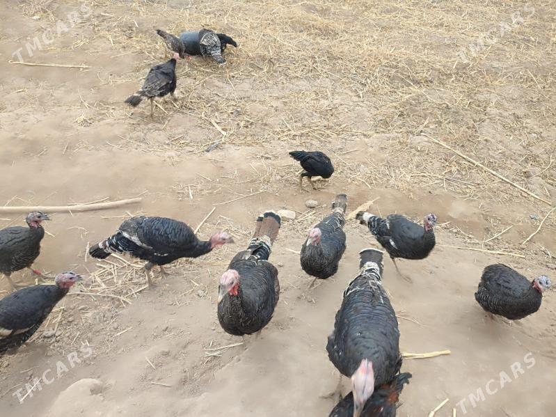 INDUK - Гурбансолтан Едже - img 4