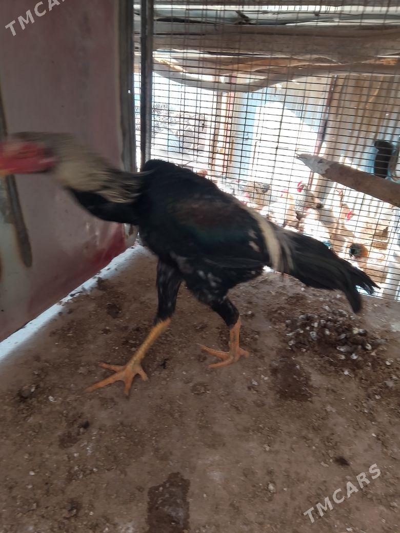 horazhoraz - Çärjew - img 4