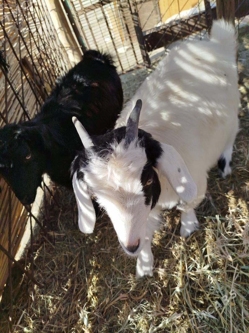 Cebis boğaz geçi - Мары - img 3