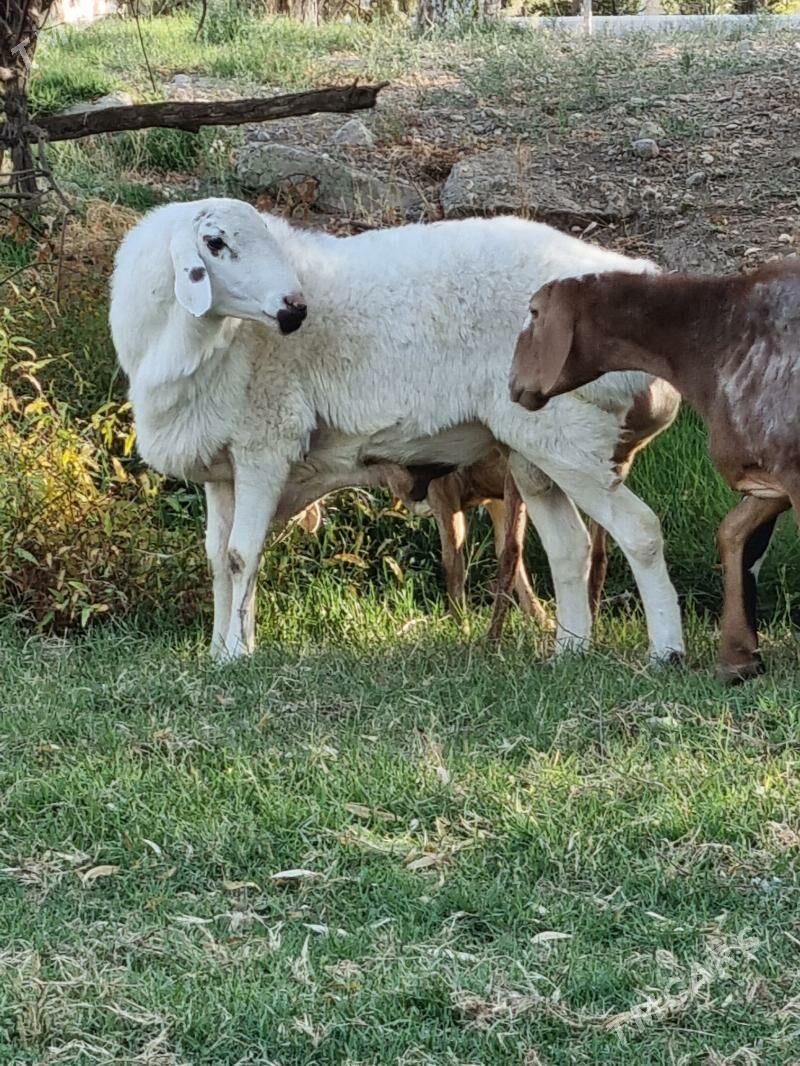 Goc - Bagyr - img 10