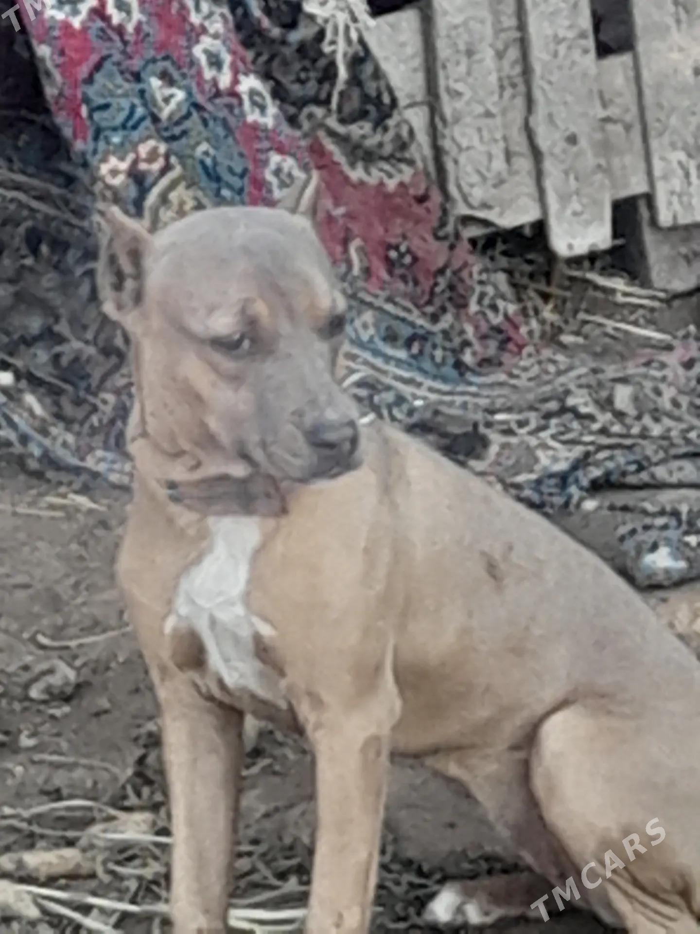 Pitbull - Чарджоу - img 2