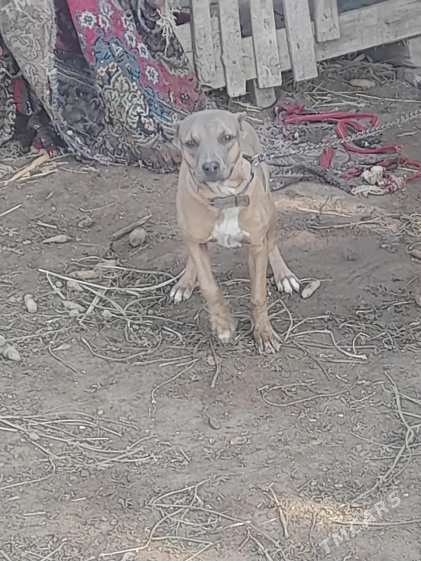 Pitbull - Чарджоу - img 4