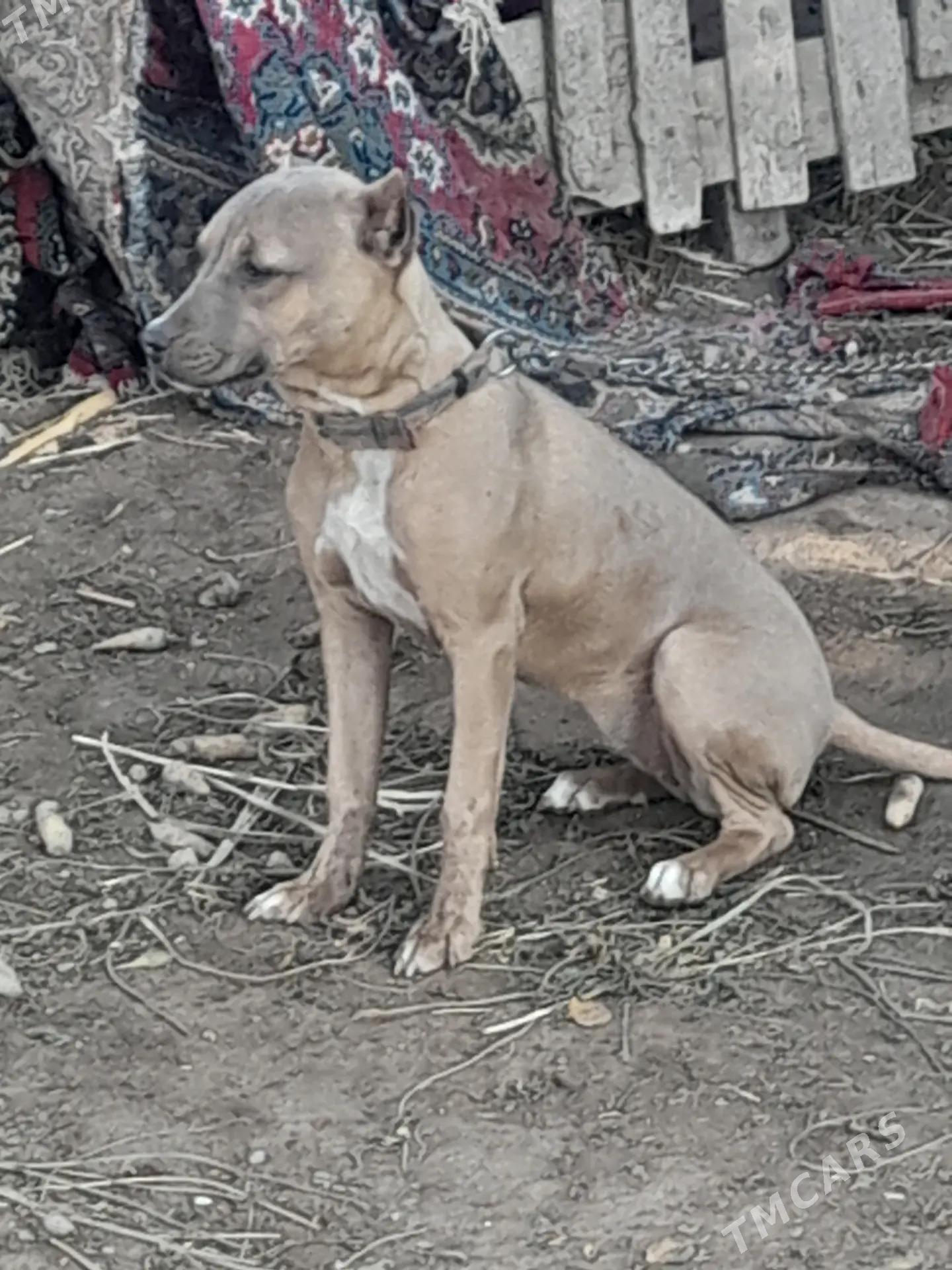 Pitbull - Чарджоу - img 3