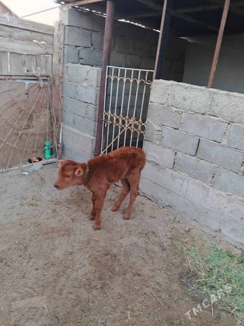 goleli sygyr - Gumdag - img 2