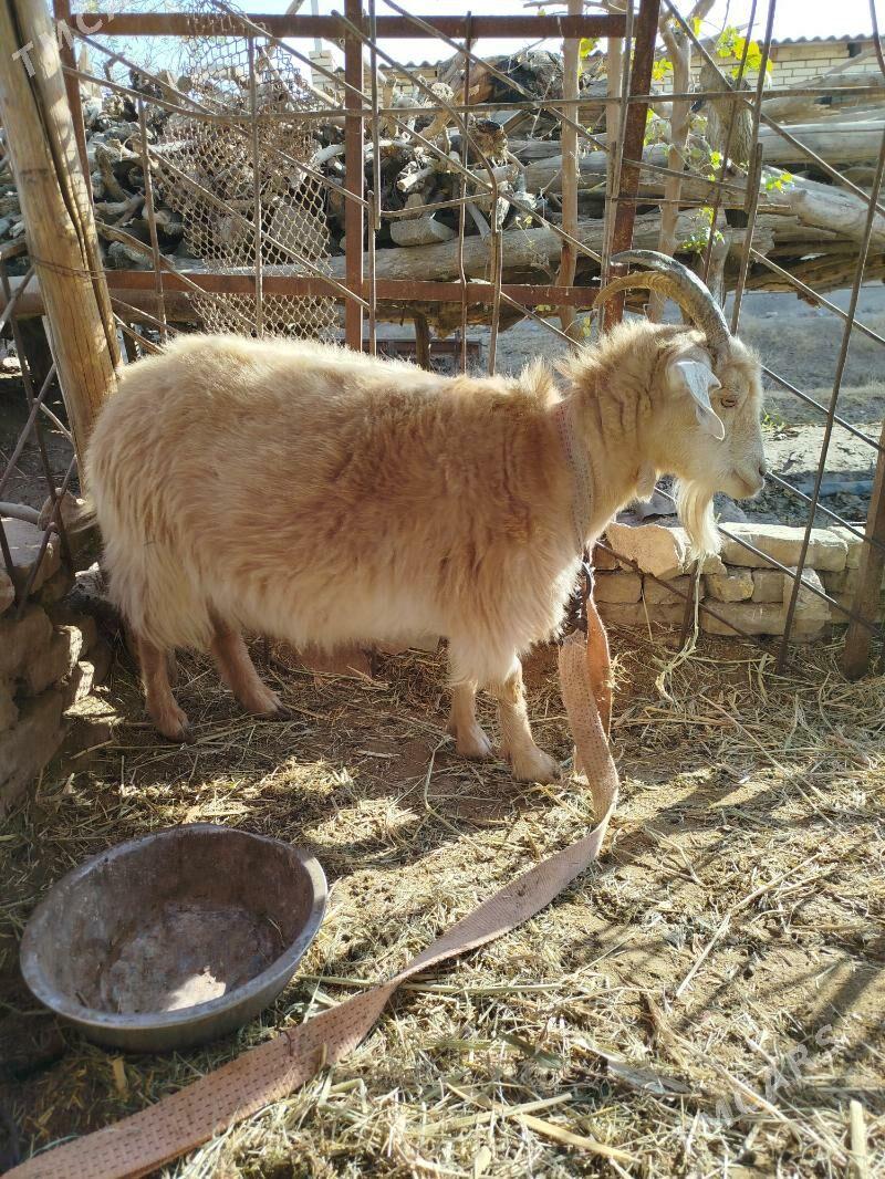 Cebis boğaz geçi - Мары - img 4