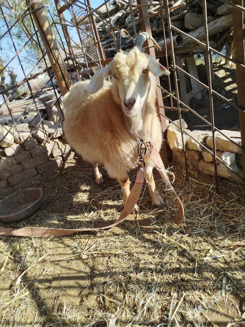 Cebis boğaz geçi - Мары - img 2