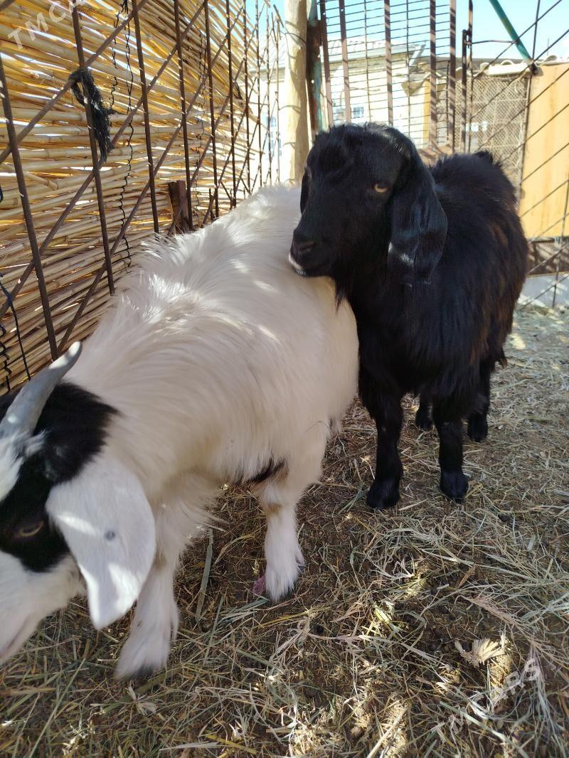 Cebis boğaz geçi - Мары - img 5