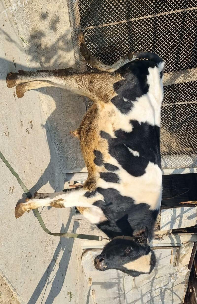 Okuz - Aşgabat - img 2