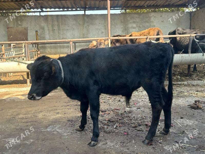 okuz - Aşgabat - img 2