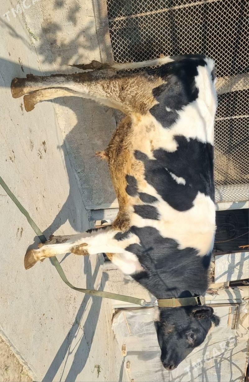 Okuz - Aşgabat - img 3