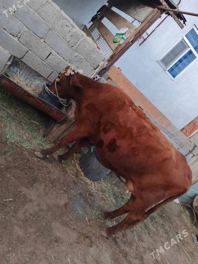 goleli sygyr - Gumdag - img 1