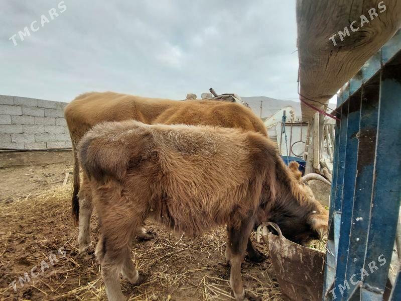 okùzçe - Балканабат - img 2