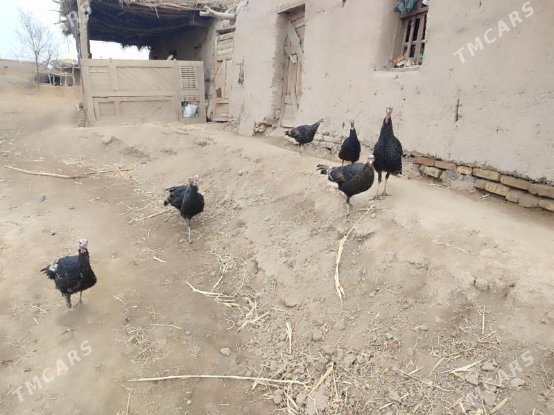 INDUK - Гурбансолтан Едже - img 8