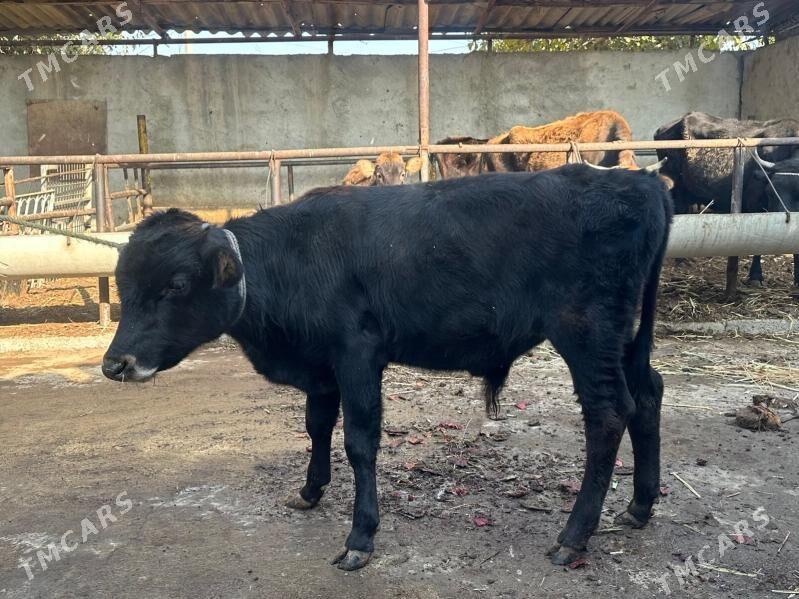 okuz - Aşgabat - img 4