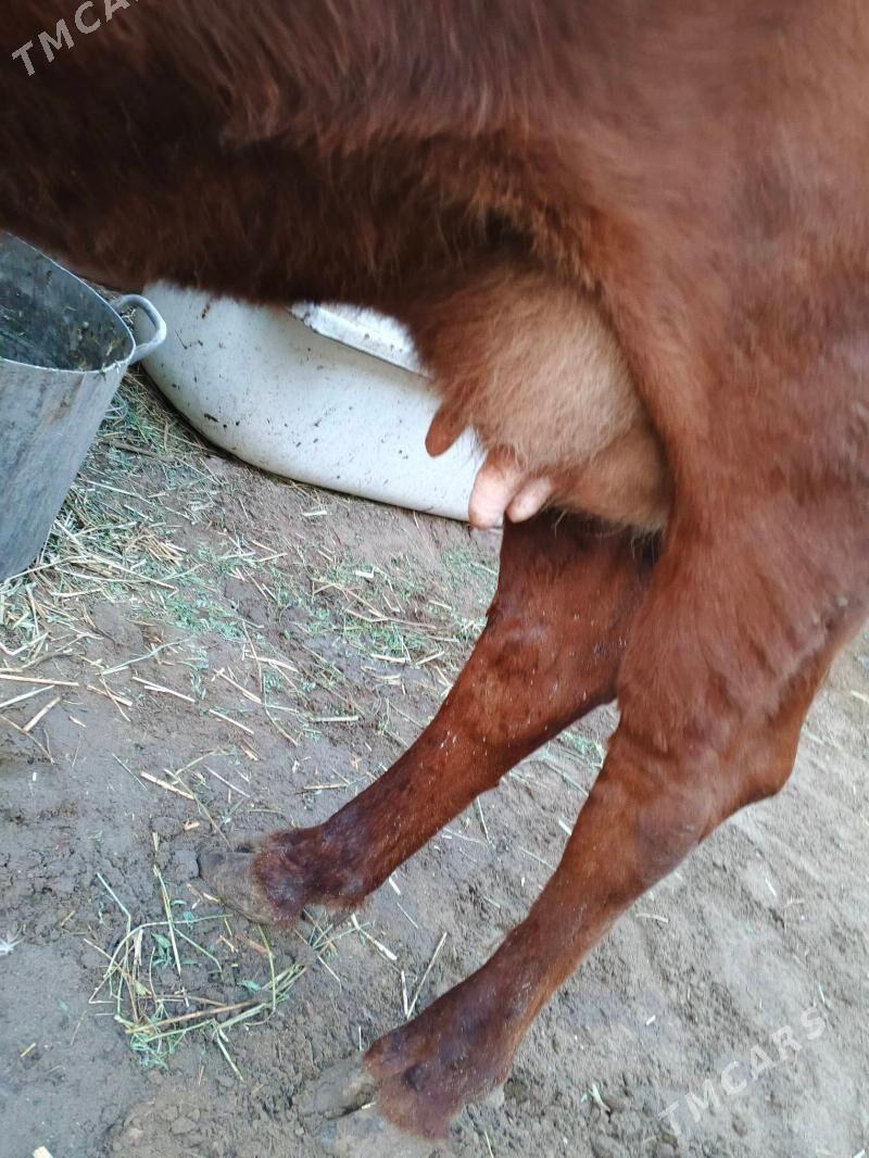 goleli sygyr - Gumdag - img 3