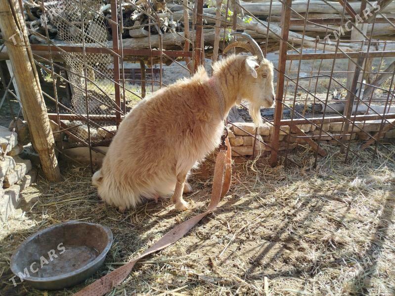 Cebis boğaz geçi - Мары - img 6