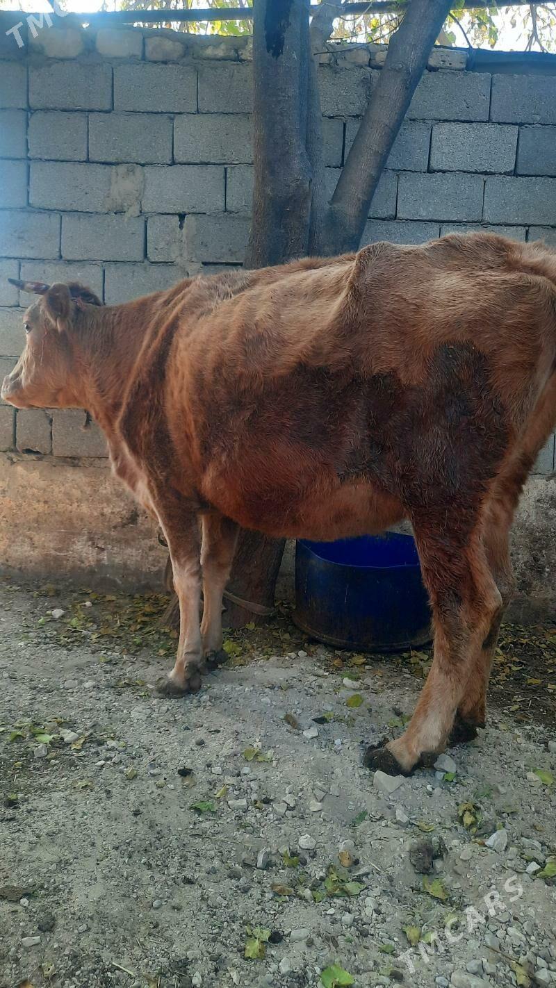 sygyr - Балканабат - img 2