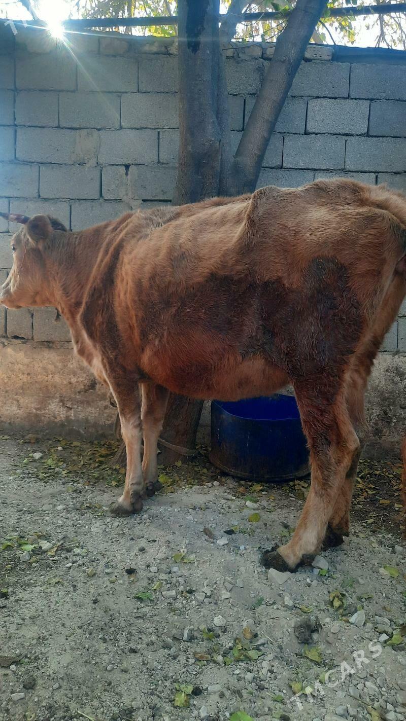 sygyr - Балканабат - img 1