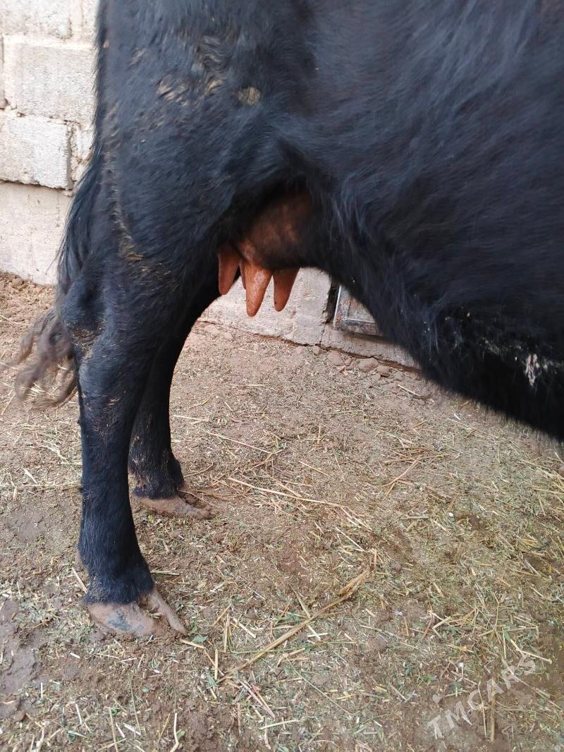 goleli sygyr - Gumdag - img 2