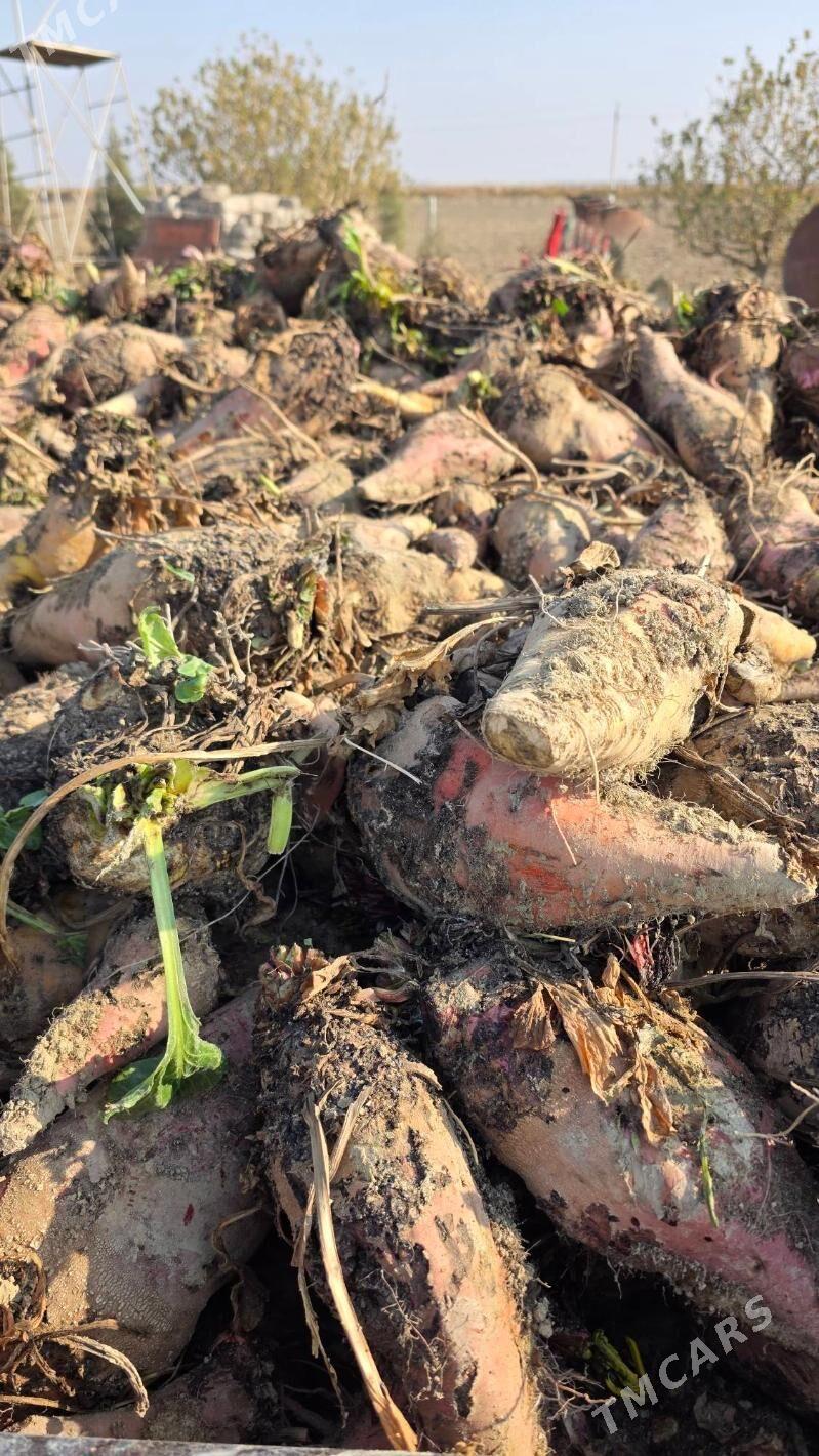 Şugundyr 70 teňňeden - Яшлык - img 3