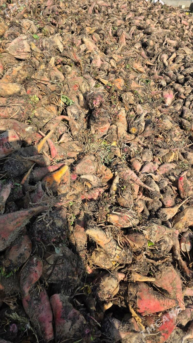 Şugundyr 70 teňňeden - Яшлык - img 2