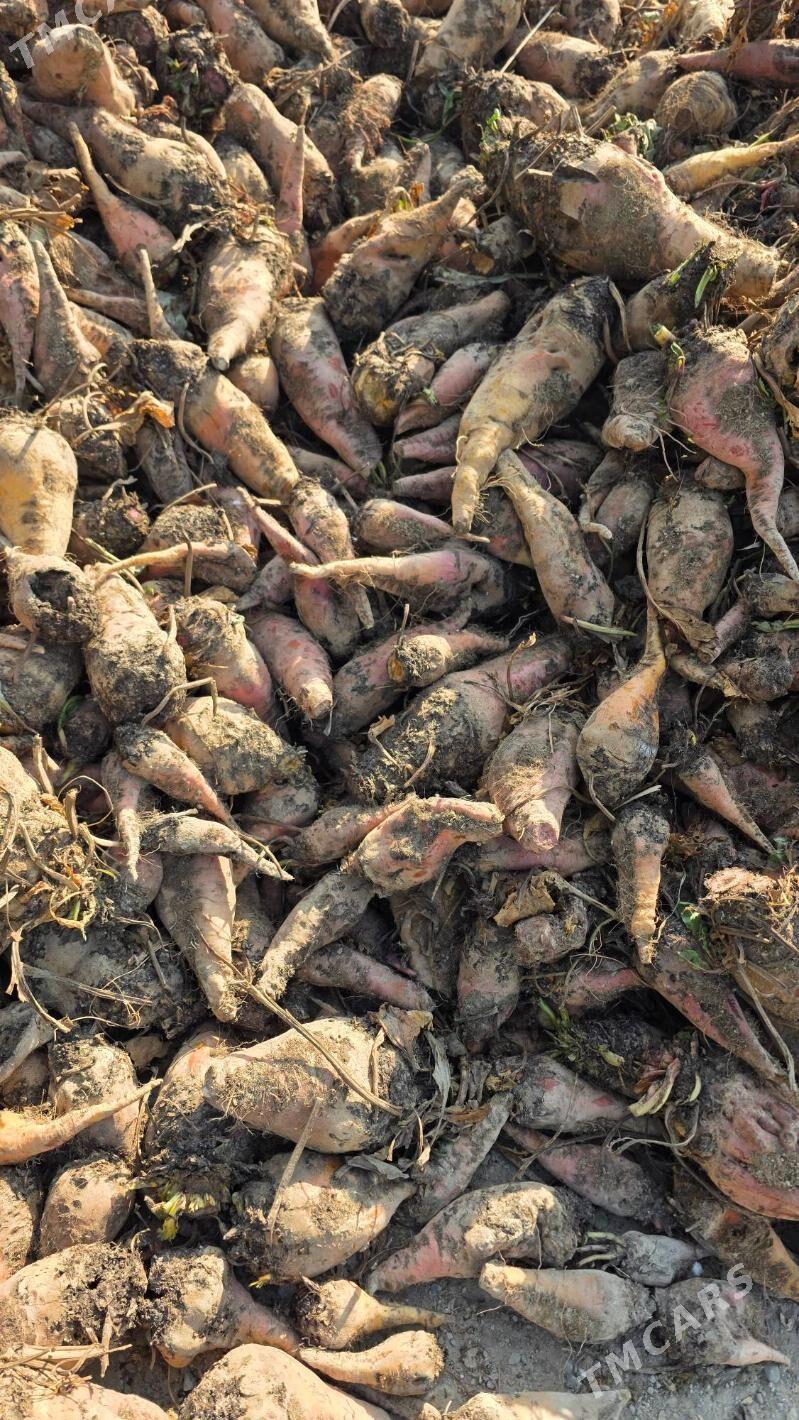 Şugundyr 70 teňňeden - Яшлык - img 4