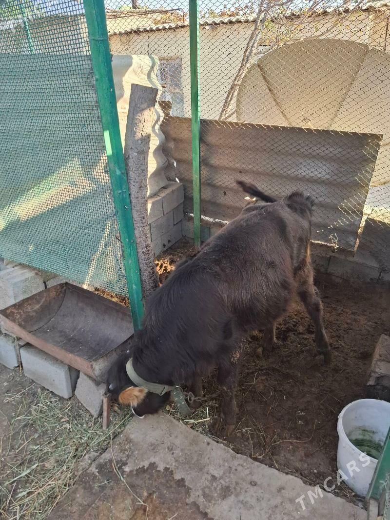 şwet öküz - Köşi - img 3