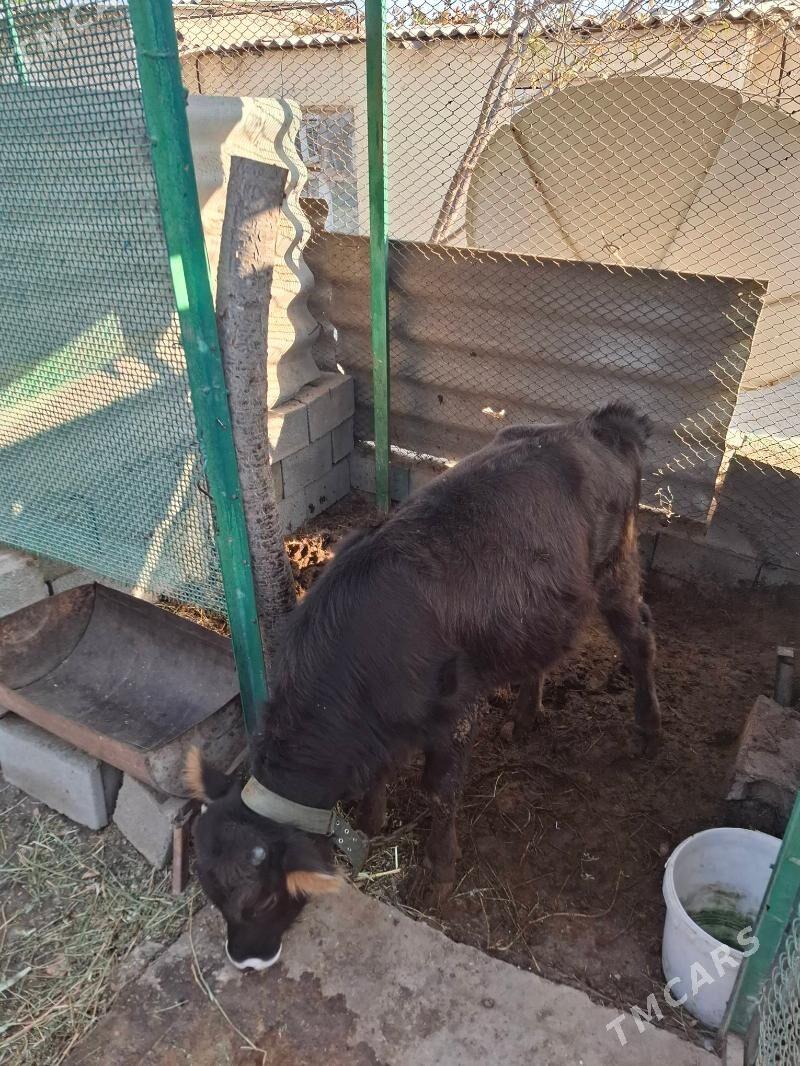 şwet öküz - Köşi - img 1