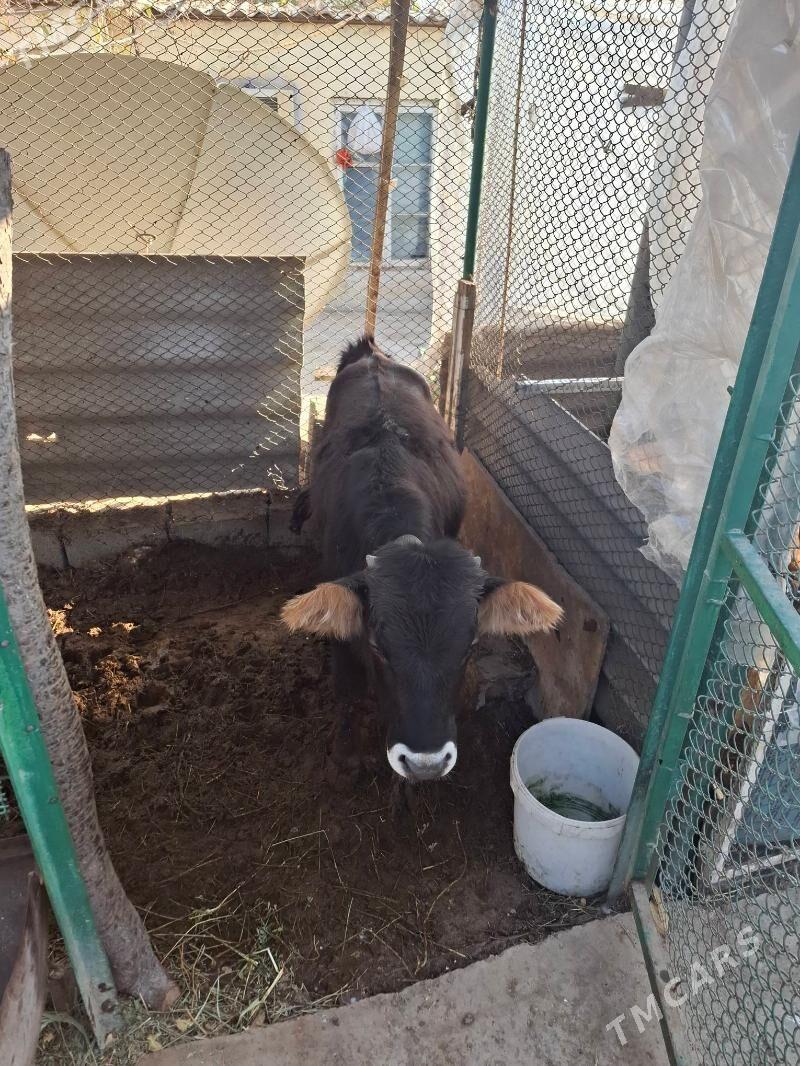 şwet öküz - Köşi - img 2