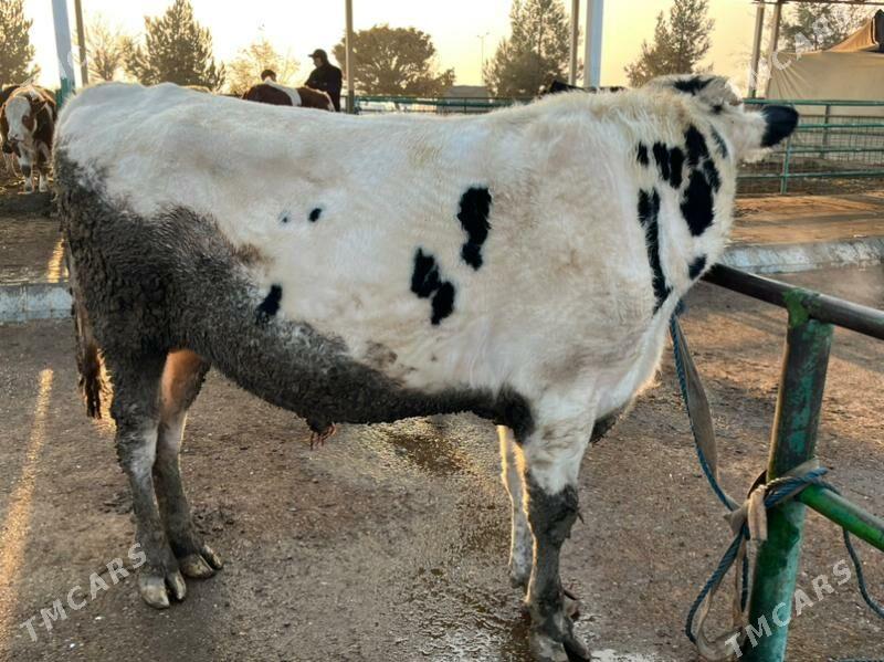 окуз - Çärjew - img 1