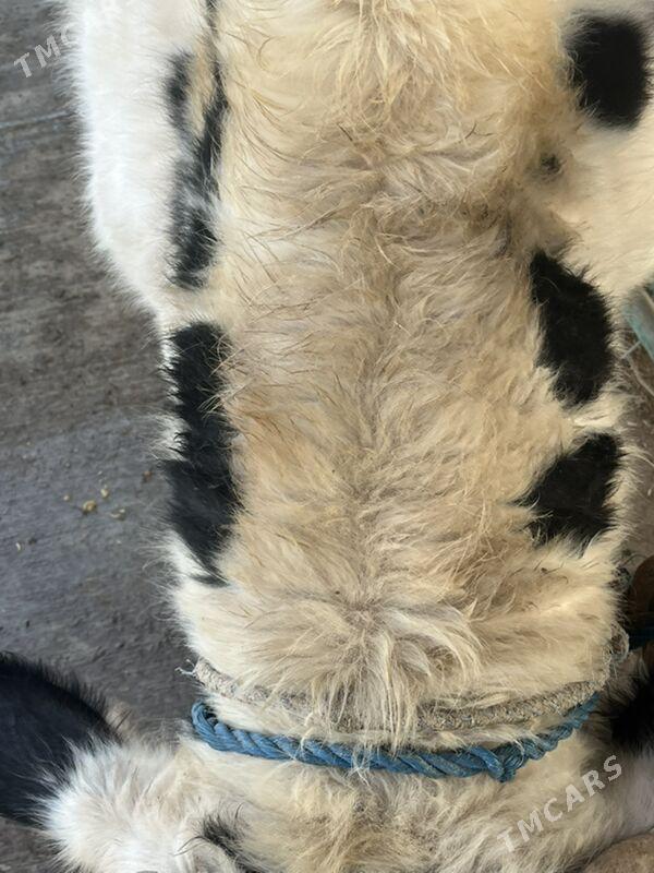 окуз - Çärjew - img 3