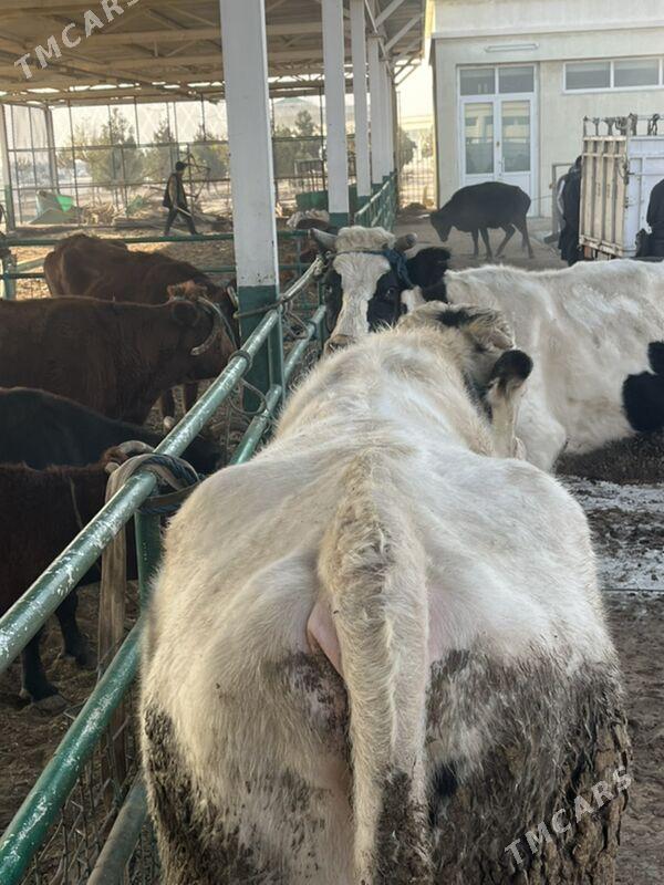 окуз - Çärjew - img 2