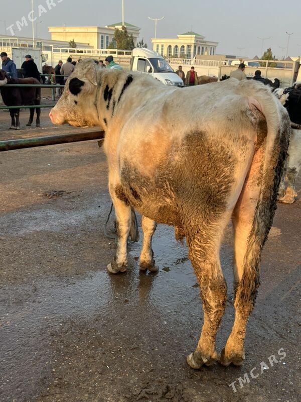 окуз - Çärjew - img 4