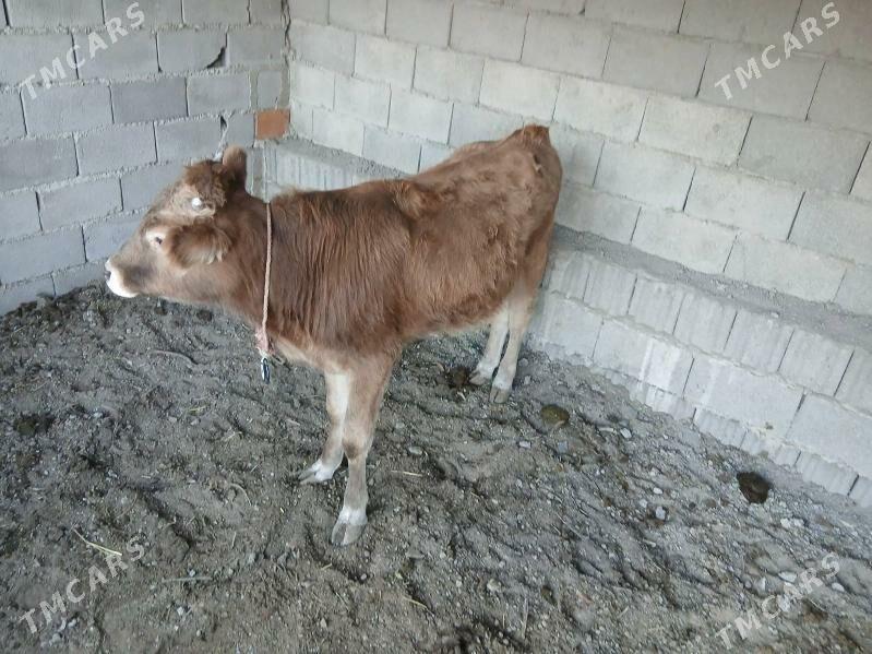 gole - Гёкдже - img 3