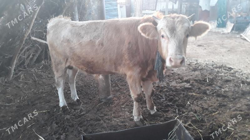 Ökuz okuz - Бабадайхан - img 4