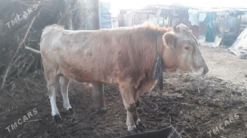 Ökuz okuz - Бабадайхан - img 3