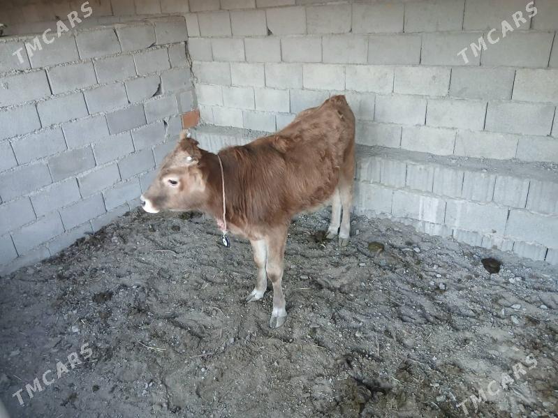 gole - Гёкдже - img 2