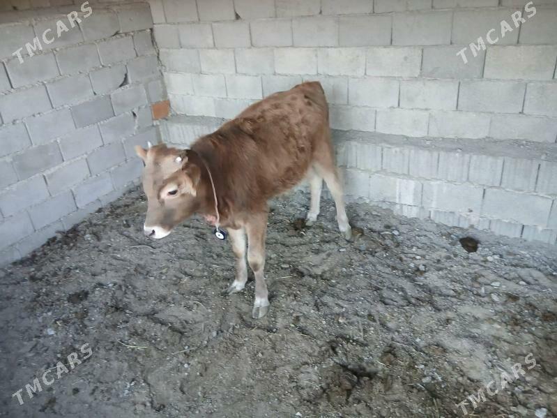 gole - Гёкдже - img 5