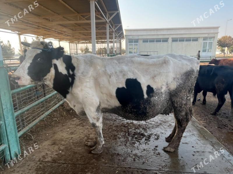 сыгыр - Çärjew - img 3