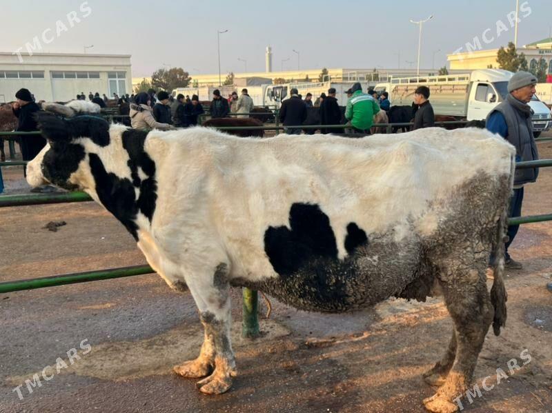 сыгыр - Çärjew - img 1