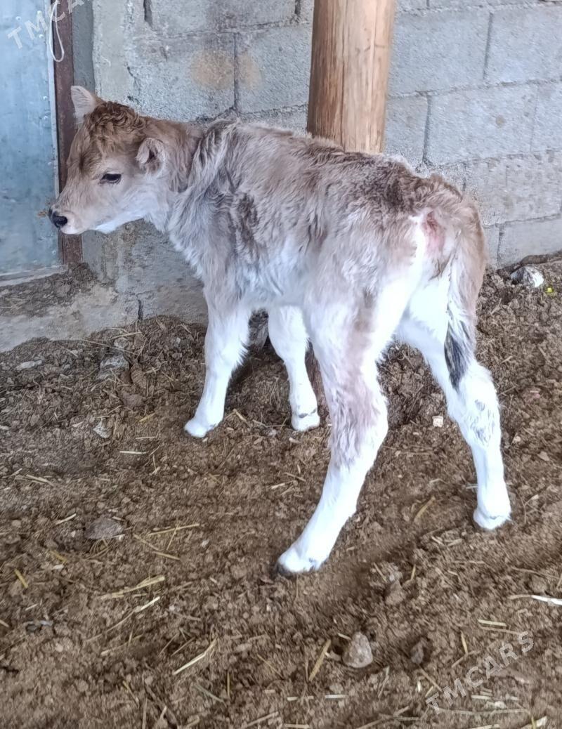 Göleli Sygyr - Gökdepe - img 3